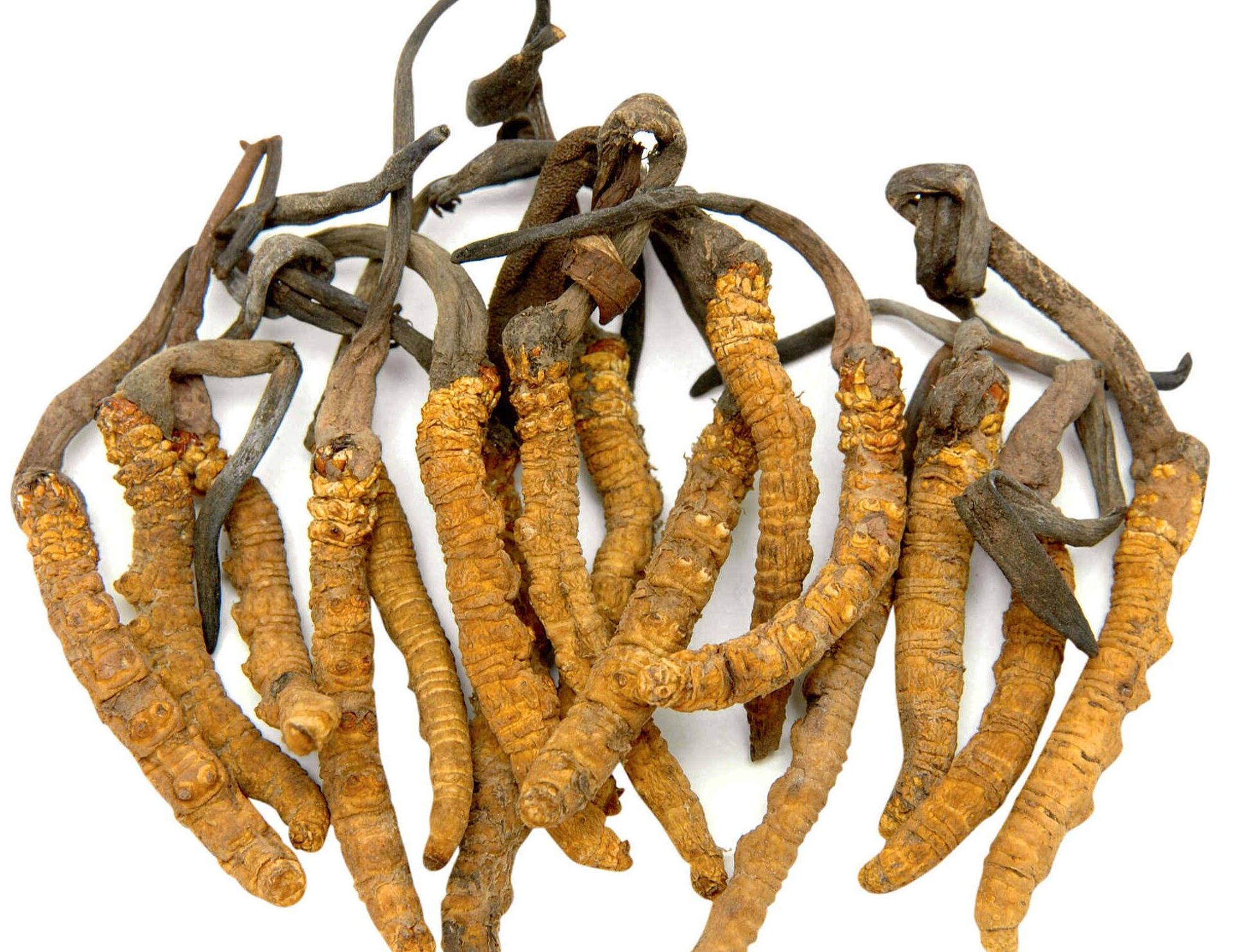 Cordyceps benefici