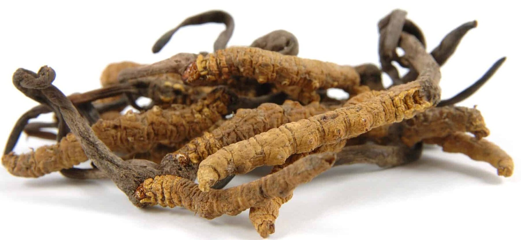 cordyceps come assumerlo