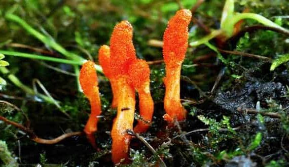 Cordyceps a cosa serve