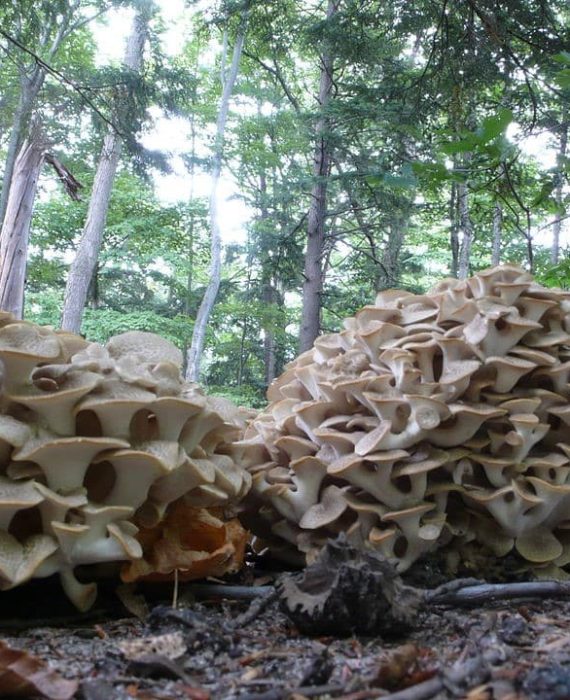 Polyporus umbellatus